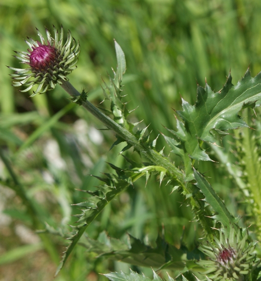 Pflanzenbild gross Rätische Berg-Distel - Carduus defloratus subsp. tridentinus