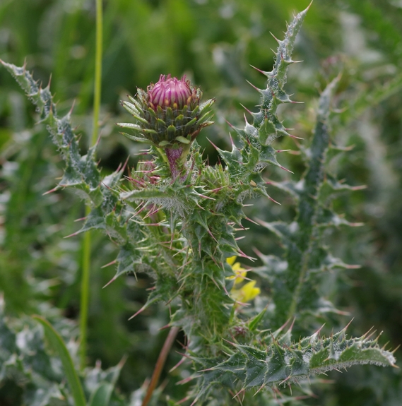 Pflanzenbild gross Rätische Berg-Distel - Carduus defloratus subsp. tridentinus
