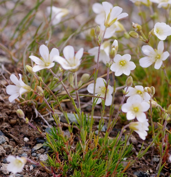 Pflanzenbild gross Lärchenblättrige Miere - Minuartia laricifolia