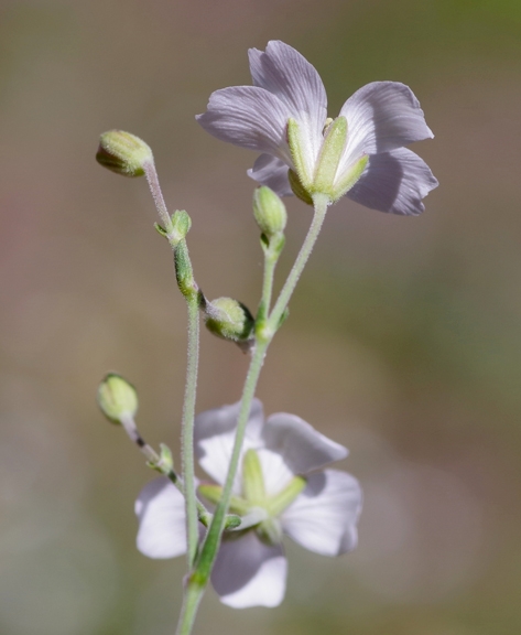 Pflanzenbild gross Lärchenblättrige Miere - Minuartia laricifolia