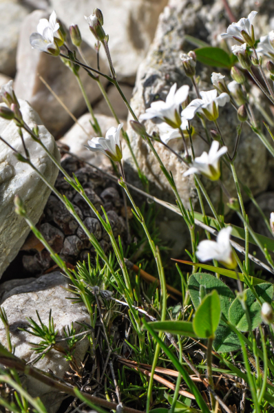 Pflanzenbild gross Lärchenblättrige Miere - Minuartia laricifolia
