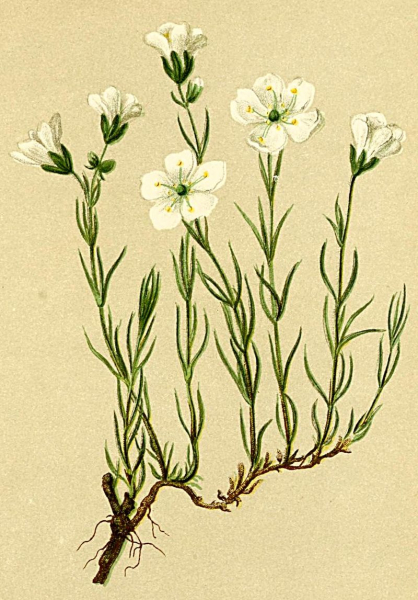 Pflanzenbild gross Lärchenblättrige Miere - Minuartia laricifolia
