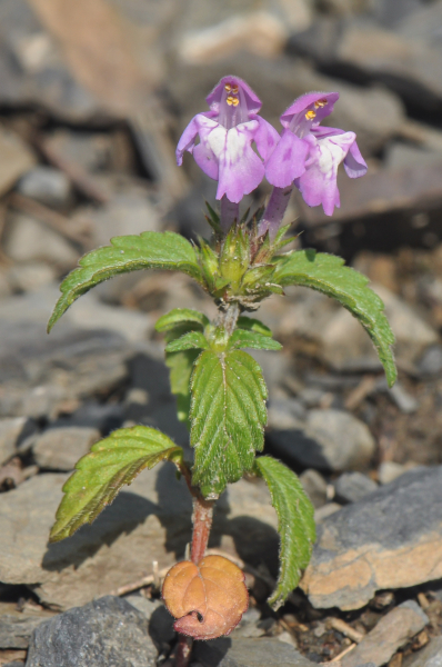 Pflanzenbild gross Acker-Hohlzahn - Galeopsis ladanum
