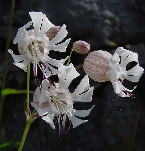 Pflanzenbild gross Alpen-Klatschnelke - Silene vulgaris subsp. glareosa
