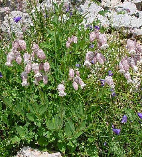 Pflanzenbild gross Alpen-Klatschnelke - Silene vulgaris subsp. glareosa