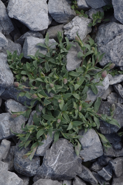 Pflanzenbild gross Alpen-Klatschnelke - Silene vulgaris subsp. glareosa