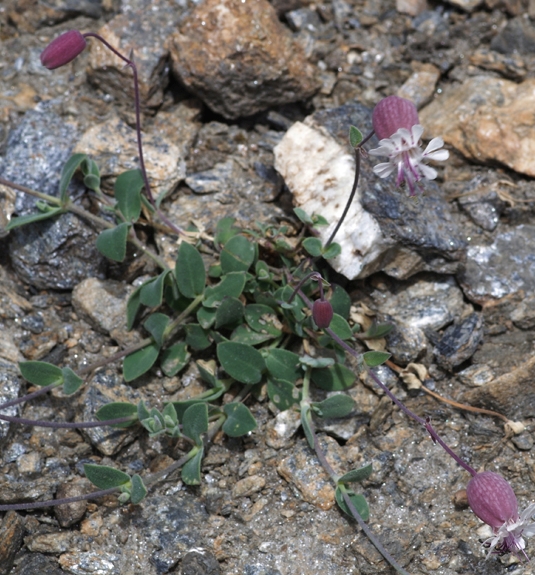Pflanzenbild gross Alpen-Klatschnelke - Silene vulgaris subsp. glareosa