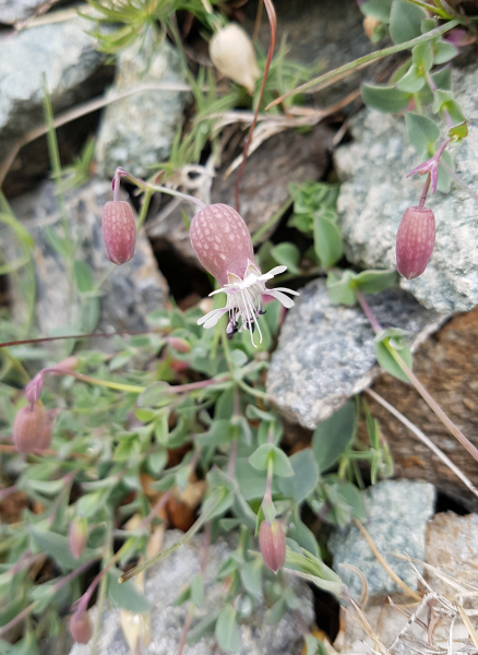 Pflanzenbild gross Alpen-Klatschnelke - Silene vulgaris subsp. glareosa