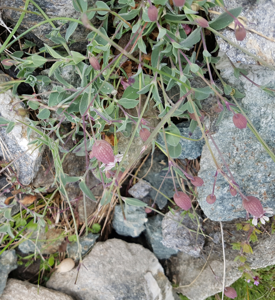 Pflanzenbild gross Alpen-Klatschnelke - Silene vulgaris subsp. glareosa