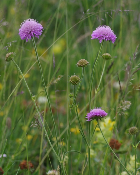 Pflanzenbild gross Purpur-Witwenblume - Knautia purpurea