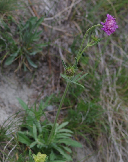 Pflanzenbild gross Purpur-Witwenblume - Knautia purpurea