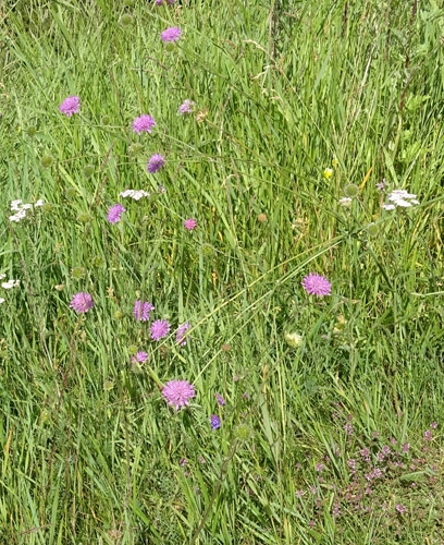 Pflanzenbild gross Purpur-Witwenblume - Knautia purpurea