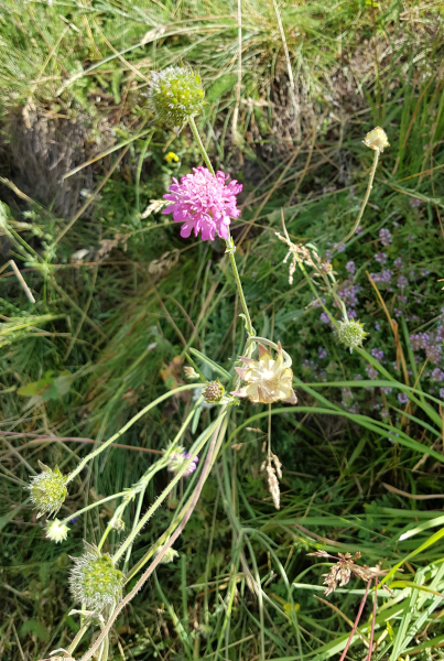 Pflanzenbild gross Purpur-Witwenblume - Knautia purpurea