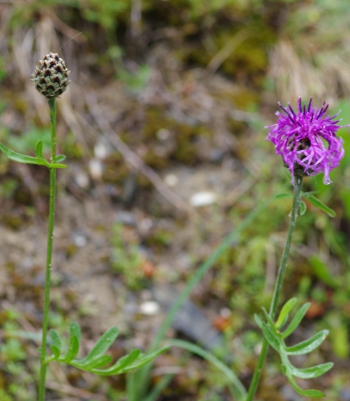 Pflanzenbild gross Alpen-Skabiosen-Flockenblume - Centaurea scabiosa subsp. alpestris