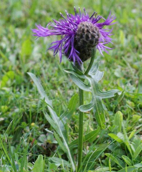 Pflanzenbild gross Alpen-Skabiosen-Flockenblume - Centaurea scabiosa subsp. alpestris