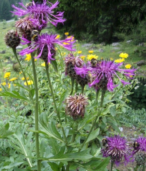Pflanzenbild gross Alpen-Skabiosen-Flockenblume - Centaurea scabiosa subsp. alpestris
