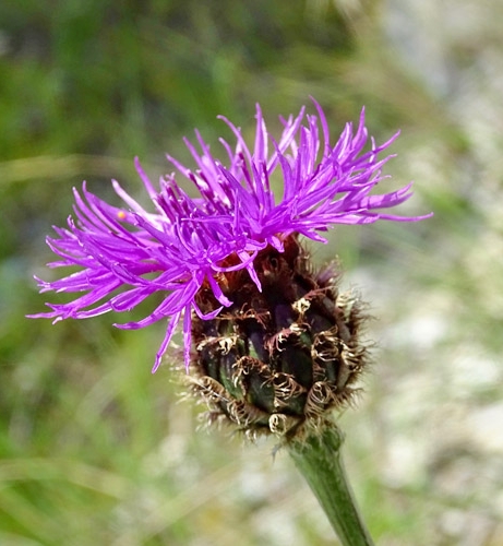 Pflanzenbild gross Alpen-Skabiosen-Flockenblume - Centaurea scabiosa subsp. alpestris