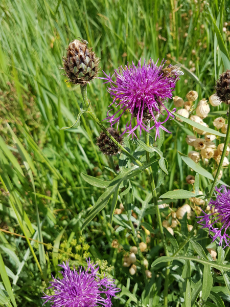 Pflanzenbild gross Alpen-Skabiosen-Flockenblume - Centaurea scabiosa subsp. alpestris