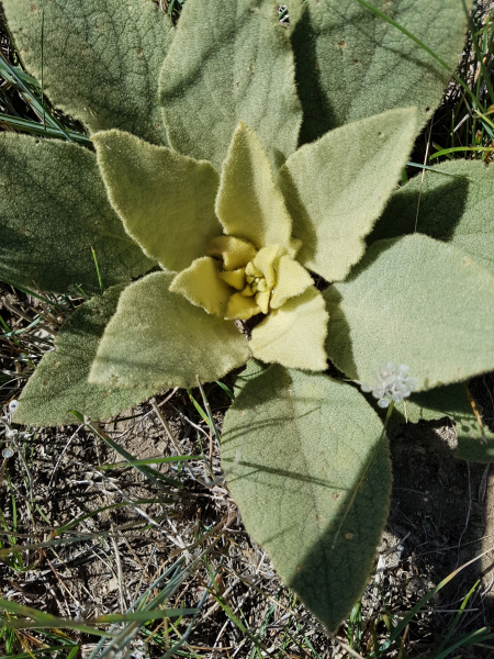 Pflanzenbild gross Dickblättrige Kleinblütige Königskerze - Verbascum thapsus subsp. montanum