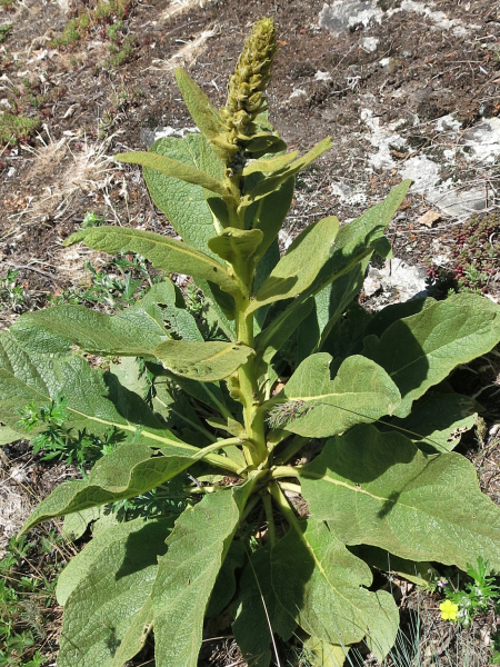 Pflanzenbild gross Dickblättrige Kleinblütige Königskerze - Verbascum thapsus subsp. montanum