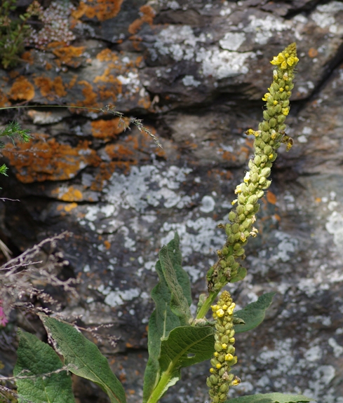 Pflanzenbild gross Dickblättrige Kleinblütige Königskerze - Verbascum thapsus subsp. montanum