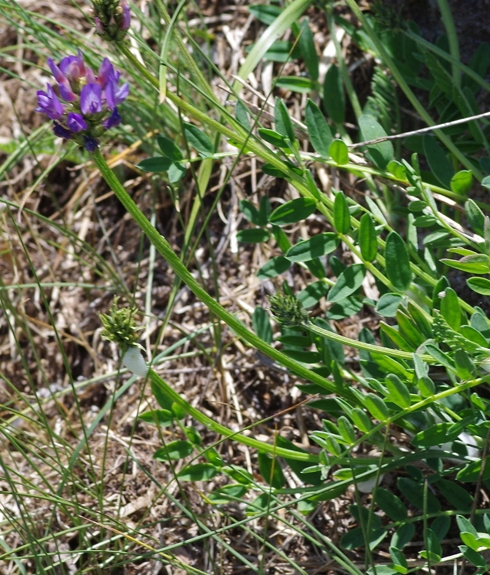 Pflanzenbild gross Tiroler Tragant - Astragalus leontinus