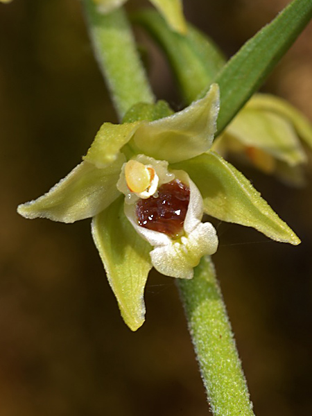 Pflanzenbild gross Müllers Breitblättrige Stendelwurz - Epipactis muelleri