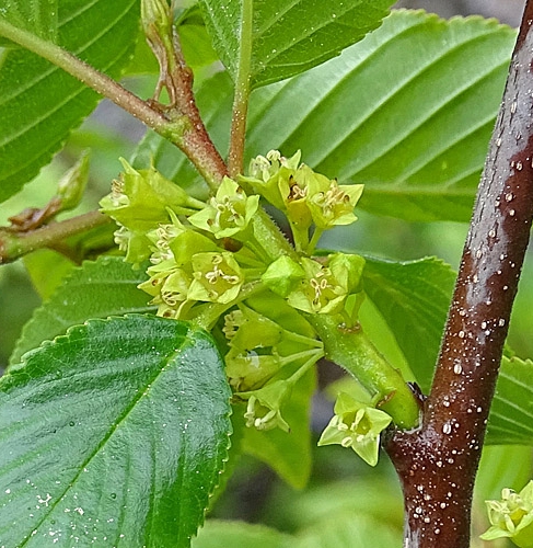 Pflanzenbild gross Alpen-Kreuzdorn - Rhamnus alpina