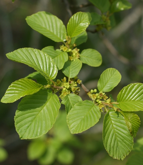 Pflanzenbild gross Alpen-Kreuzdorn - Rhamnus alpina