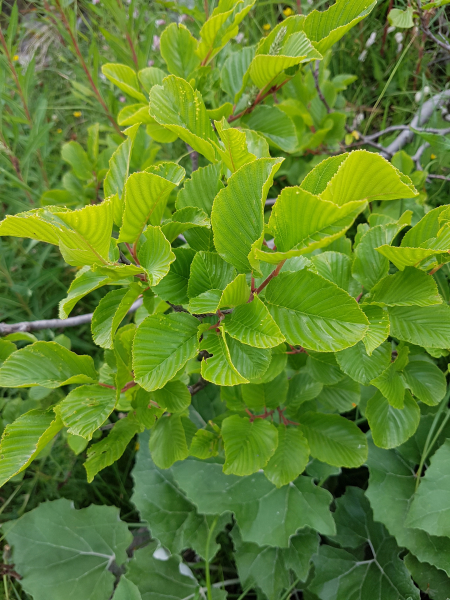 Pflanzenbild gross Alpen-Kreuzdorn - Rhamnus alpina