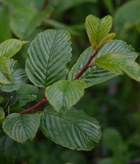 Pflanzenbild gross Alpen-Kreuzdorn - Rhamnus alpina