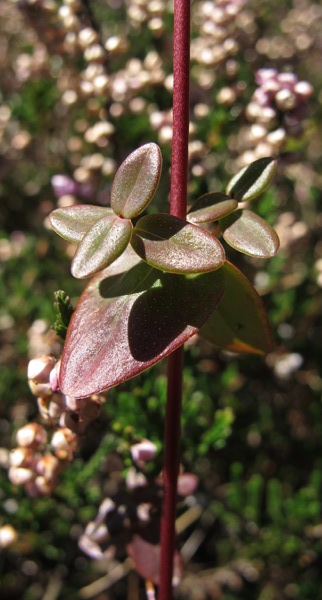 Pflanzenbild gross Schönes Johanniskraut - Hypericum pulchrum
