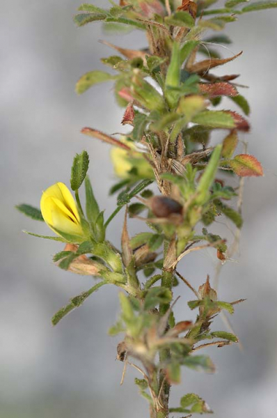 Pflanzenbild gross Zierliche Hauhechel - Ononis pusilla
