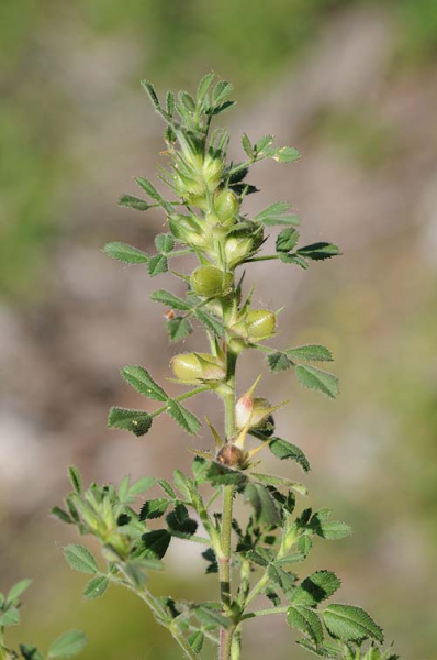Pflanzenbild gross Zierliche Hauhechel - Ononis pusilla
