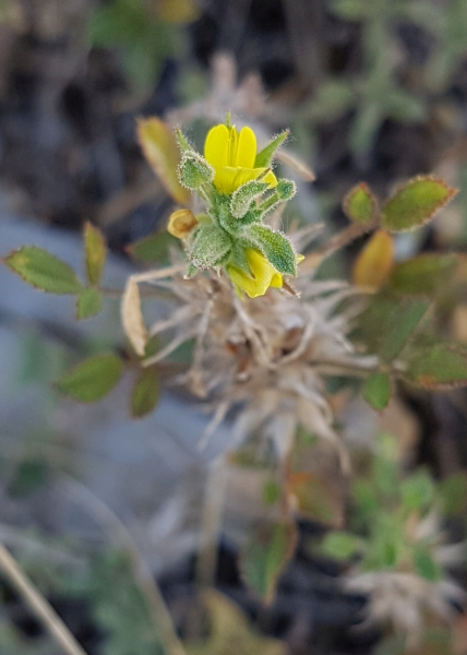 Pflanzenbild gross Zierliche Hauhechel - Ononis pusilla