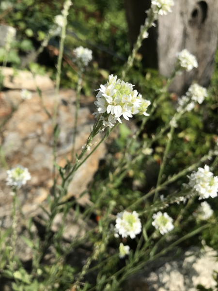 Pflanzenbild gross Graukresse - Berteroa incana