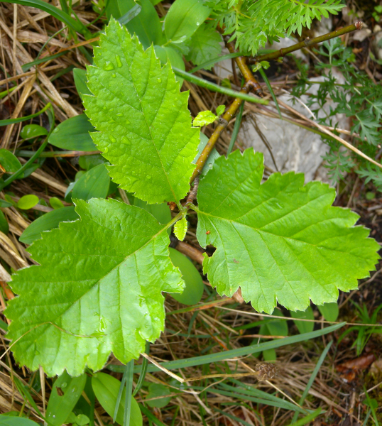 Pflanzenbild gross Berg-Mehlbeerbaum - Sorbus mougeotii