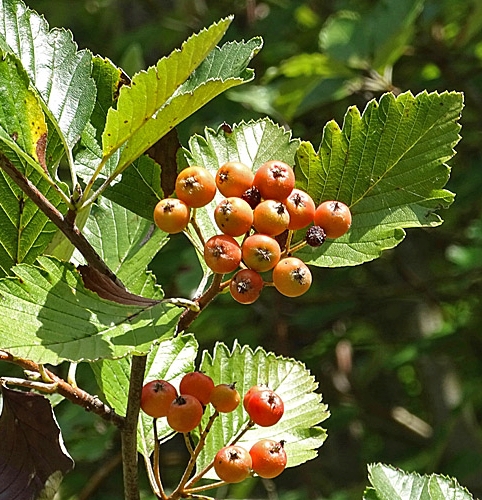 Pflanzenbild gross Berg-Mehlbeerbaum - Sorbus mougeotii