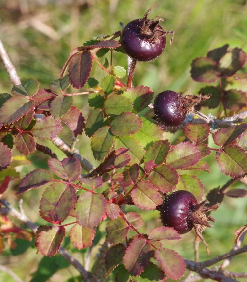Pflanzenbild gross Reichstachelige Rose - Rosa spinosissima