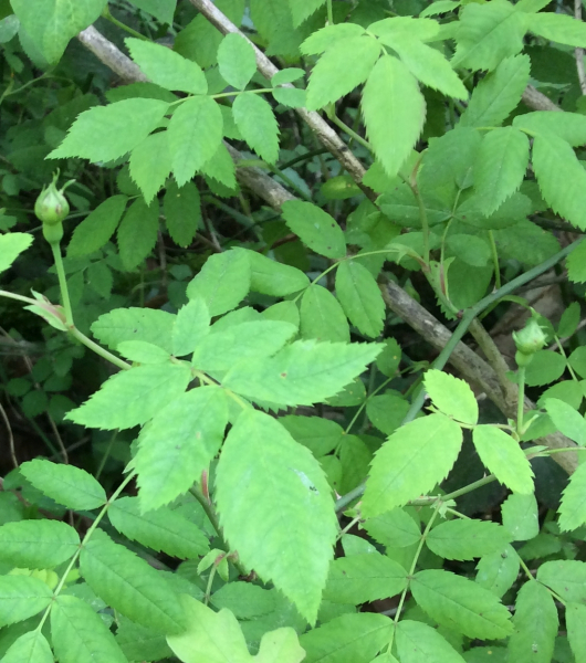 Pflanzenbild gross Feld-Rose - Rosa arvensis
