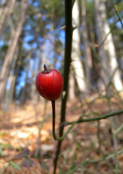 Pflanzenbild gross Feld-Rose - Rosa arvensis