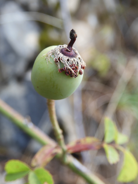 Pflanzenbild gross Feld-Rose - Rosa arvensis