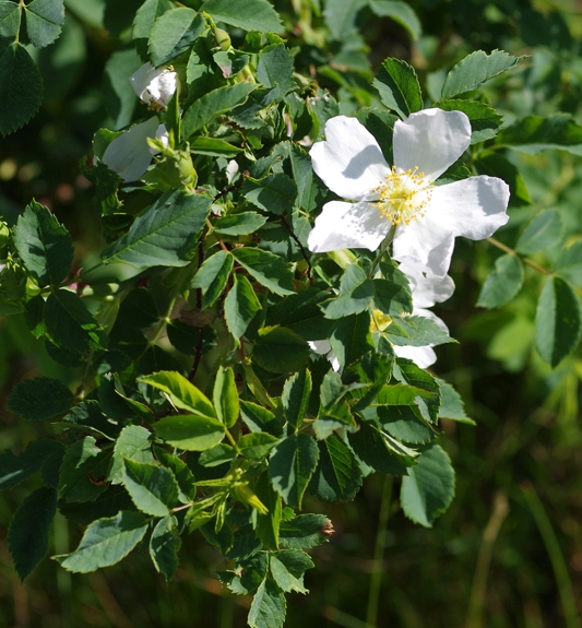 Pflanzenbild gross Feld-Rose - Rosa arvensis