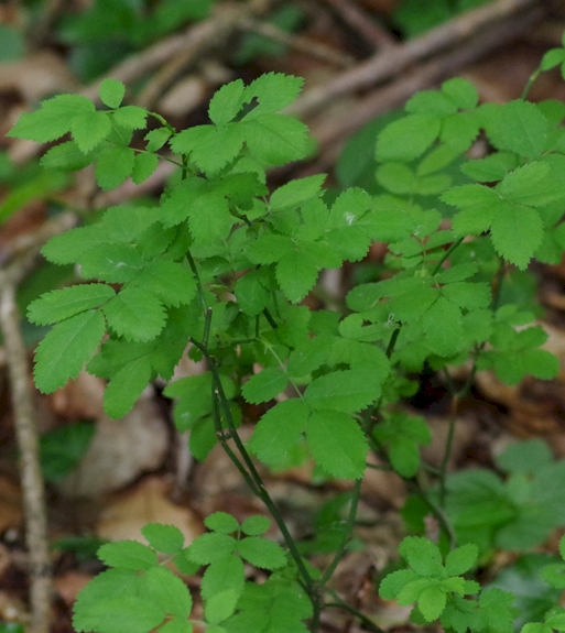 Pflanzenbild gross Feld-Rose - Rosa arvensis