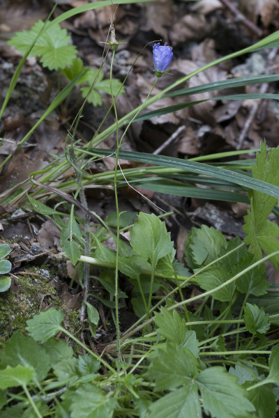 Pflanzenbild gross Rundblättrige Glockenblume - Campanula rotundifolia