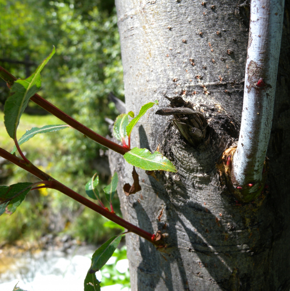 Pflanzenbild gross Reif-Weide - Salix daphnoides