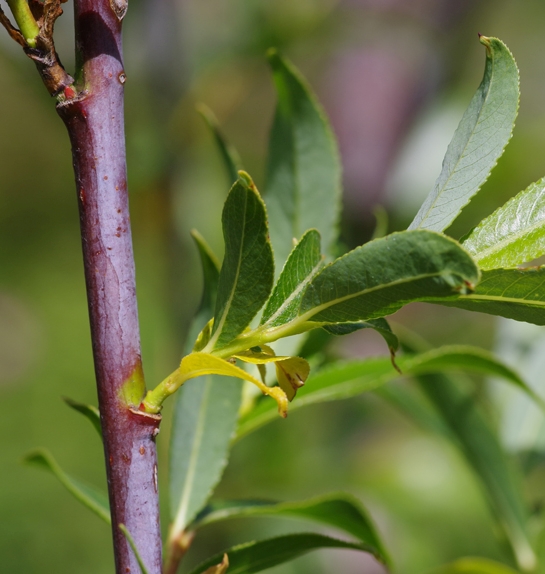 Pflanzenbild gross Reif-Weide - Salix daphnoides