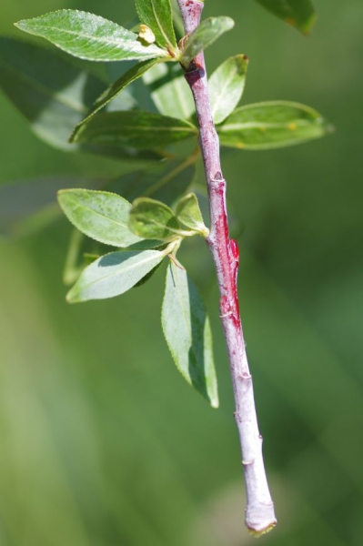 Pflanzenbild gross Reif-Weide - Salix daphnoides