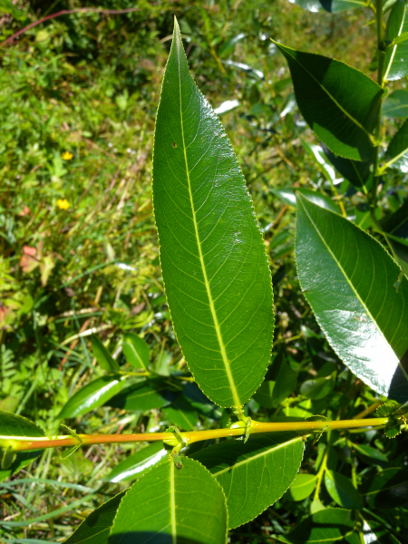 Pflanzenbild gross Lorbeer-Weide - Salix pentandra