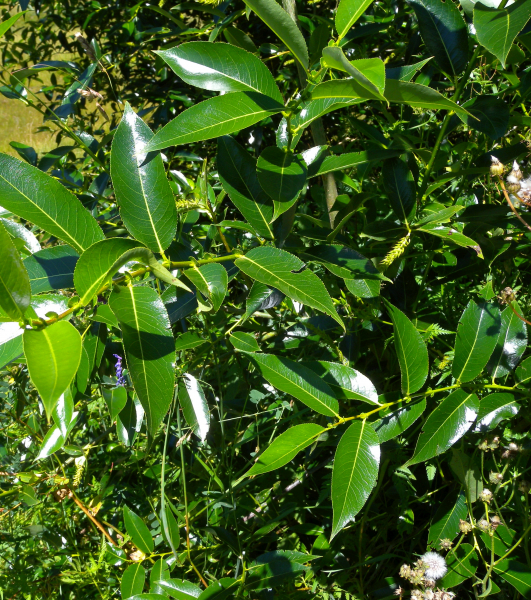 Pflanzenbild gross Lorbeer-Weide - Salix pentandra